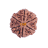 6 Mukhi Size 28.55 mm (Certified)