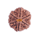 6 Mukhi Size 27.10 mm (Certified)(6 Seeds in X-ray) image