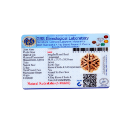 6 Mukhi Size 28.55 mm (Certified)