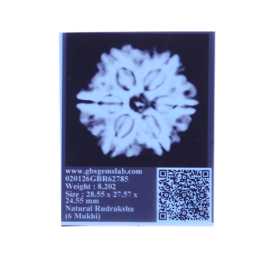 6 Mukhi Size 27.10 mm (Certified)(6 Seeds in X-ray) image