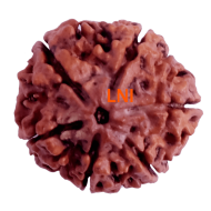 6 Mukhi Size 25.56 mm (Certified) (with 6 seeds in X-ray)