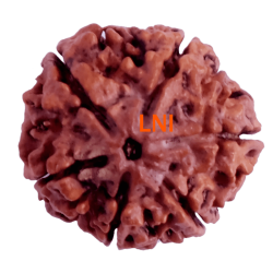 6 Mukhi Size 25.56 mm (Certified) (with 6 seeds in X-ray)