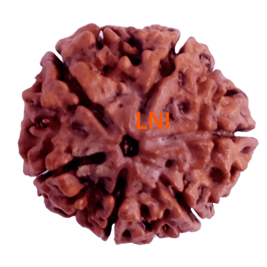 6 Mukhi Size 25.56 mm (Certified) (with 6 seeds in X-ray)