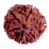 6 Mukhi Size 25.56 mm (Certified) (with 6 seeds in X-ray)