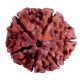 6 Mukhi Size 25.56 mm (Certified) (with 6 seeds in X-ray)