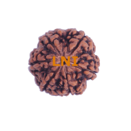 6 Mukhi Size 29.66 mm (Certified)