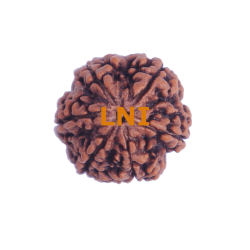 6 Mukhi Size 29.66 mm (Certified)