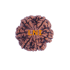 6 Mukhi Size 29.66 mm (Certified)