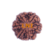6 Mukhi Size 29.66 mm (Certified)
