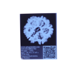 6 Mukhi Size 29.66 mm (Certified)