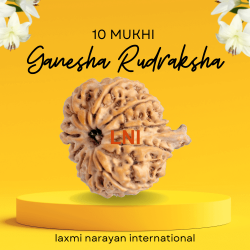 10 Mukhi Ganesha Rudraksha Size 22.93 mm (Certified)