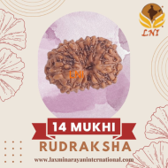14 Mukhi Rudraksha Size: 10-11 mm (With Lab Certificate)