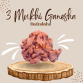 3 Mukhi Ganesha Rudraksha Size 18.02/ 18.60mm (Certified)