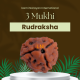 3 Mukhi Rudraksha Size 12-15mm (With Lab Certificate)