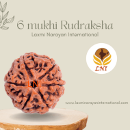 6 Mukhi Rudraksha Size 20-22 mm (Certified)