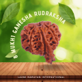 Ganesha Rudraksha