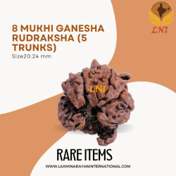 8 Mukhi Ganesha Rudraksha (5 Trunks) Size20.24 mm (With Lab Certificate) 