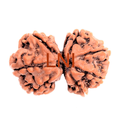 7 Mukhi Gauri Shankar Rudraksha Size 27.07 mm (Certified)