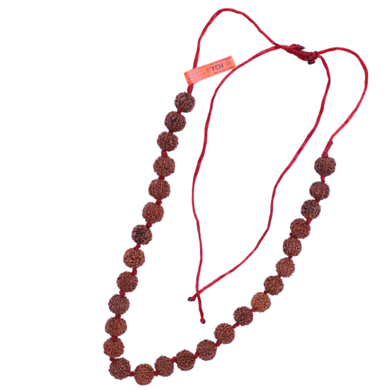 7 Mukhi Rudraksha Mala 27 beads (Certified) 57.126g 
