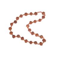 7 Mukhi Rudraksha Mala 27 beads (Certified) 69.14g