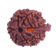 7 Mukhi Ganesha Rudraksha Size: 19.20 mm (With Lab Certificate)