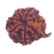 7 Mukhi Ganesha Rudraksha Size: 21.75 mm (Certified)