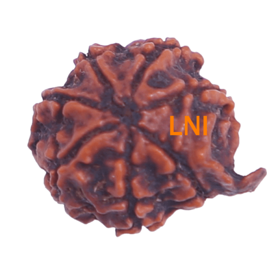 7 Mukhi Ganesha Rudraksha Size: 21.75 mm (With Lab Certificate) image