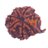 7 Mukhi Ganesha Rudraksha Size: 21.75 mm (Certified)