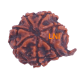 7 Mukhi Ganesha Rudraksha Size: 21.75 mm (With Lab Certificate) image