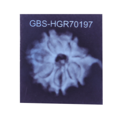 7 Mukhi Ganesha Rudraksha Size: 21.75 mm (Certified)