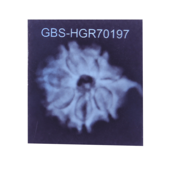 7 Mukhi Ganesha Rudraksha Size: 21.75 mm (With Lab Certificate) image