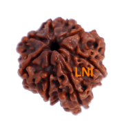 7 Mukhi Ganesha Rudraksha Size: 22.20 mm (With Lab Certificate)