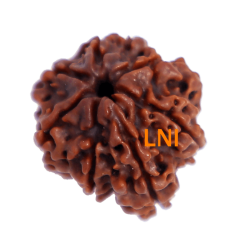 7 Mukhi Ganesha Rudraksha Size: 22.20 mm (With Lab Certificate)