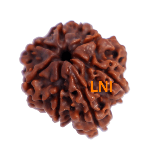 7 Mukhi Ganesha Rudraksha Size: 27.88 mm (With Lab Certificate) RARE ITEMS image