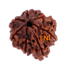 7 Mukhi Ganesha Rudraksha Size: 22.20 mm (With Lab Certificate)