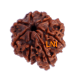 7 Mukhi Ganesha Rudraksha Size: 27.88 mm (With Lab Certificate) RARE ITEMS image