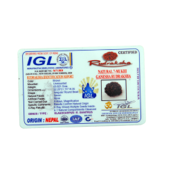 7 Mukhi Ganesha Rudraksha Size: 22.20 mm (With Lab Certificate)