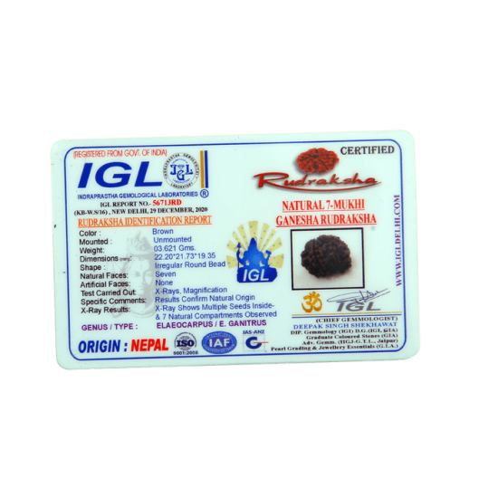 7 Mukhi Ganesha Rudraksha Size: 27.88 mm (With Lab Certificate) RARE ITEMS image