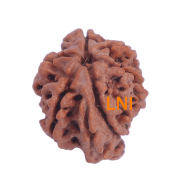 7 Mukhi Ganesha Rudraksha Size: 23.50 mm (With Lab Certificate)