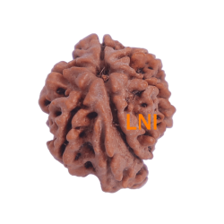 7 Mukhi Ganesha Rudraksha Size: 23.50 mm (With Lab Certificate)