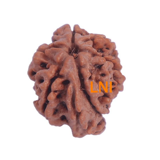 7 Mukhi Ganesha Rudraksha Size: 25.00 mm (With Lab Certificate) Higher Rudraksha, Ganesha Rudraksha image