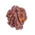 7 Mukhi Ganesha Rudraksha Size: 23.50 mm (With Lab Certificate)