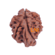 7 Mukhi Ganesha Rudraksha Size: 25.00 mm (With Lab Certificate) Higher Rudraksha, Ganesha Rudraksha image