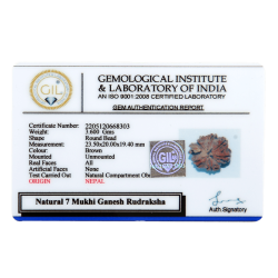 7 Mukhi Ganesha Rudraksha Size: 23.50 mm (With Lab Certificate)