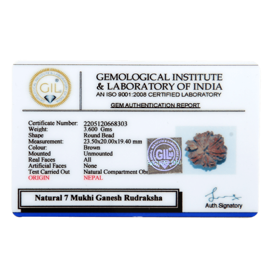 7 Mukhi Ganesha Rudraksha Size: 25.00 mm (With Lab Certificate) Higher Rudraksha, Ganesha Rudraksha image