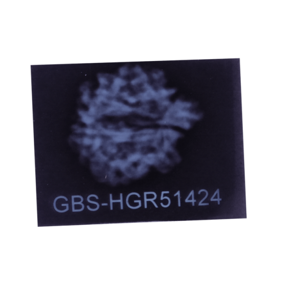 7 Mukhi Ganesha Rudraksha Size: 21.45 mm (With Lab Certificate) image