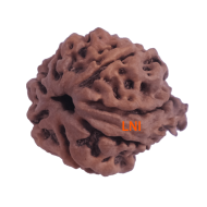 7 Mukhi Ganesha Rudraksha Size: 22.61 mm (With Lab Certificate)