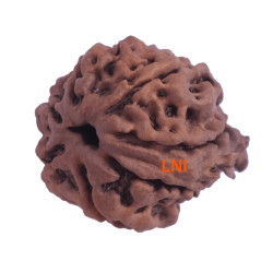 7 Mukhi Ganesha Rudraksha Size: 22.61 mm (With Lab Certificate)