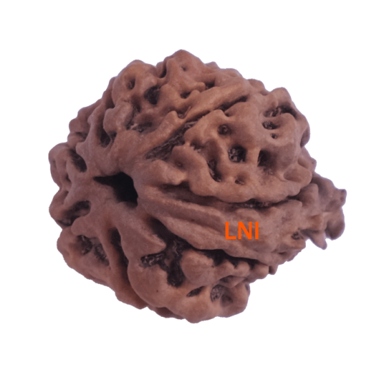 7 Mukhi Ganesha Rudraksha Size: 21.45 mm (With Lab Certificate) image