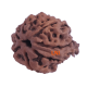 7 Mukhi Ganesha Rudraksha Size: 21.45 mm (With Lab Certificate) image